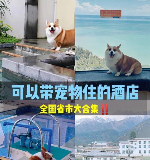 狗不能住酒店的原因及解决之道（探究为什么狗不能住酒店，提供狗主人们合适的住宿选择）