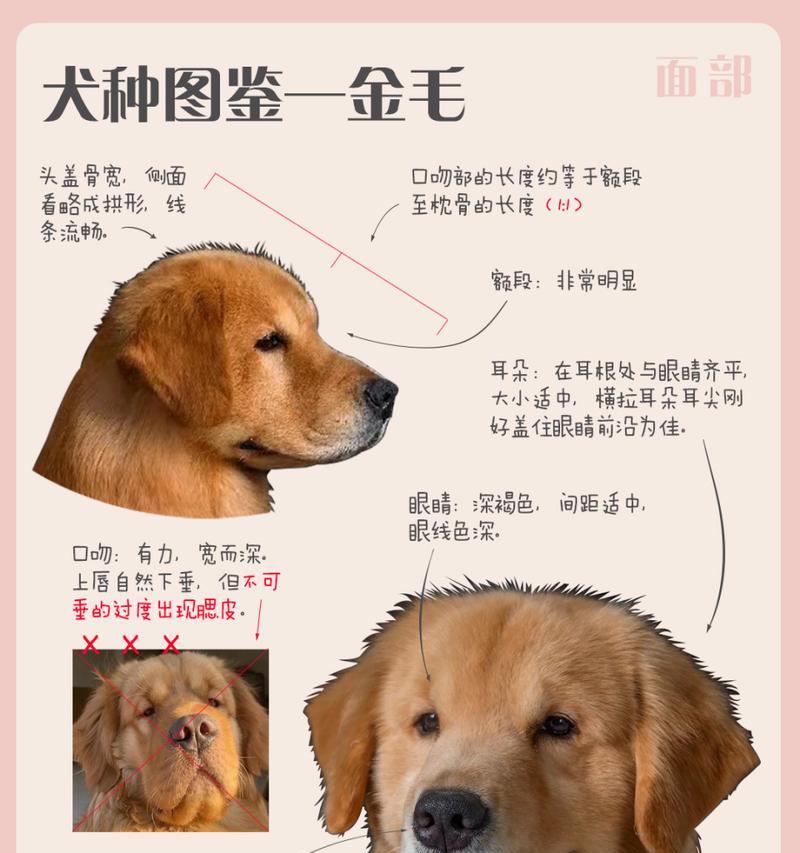 金毛犬（探秘金毛犬天性温顺的原因及其特点）