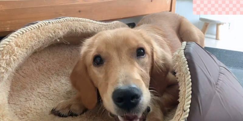 金毛犬的疫苗接种指南（为你的金毛犬提供全面的免疫保护）