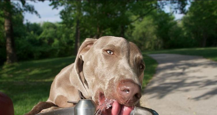 急救宠物犬中毒的有效方法（保护你的忠诚伙伴免受危险的侵害）