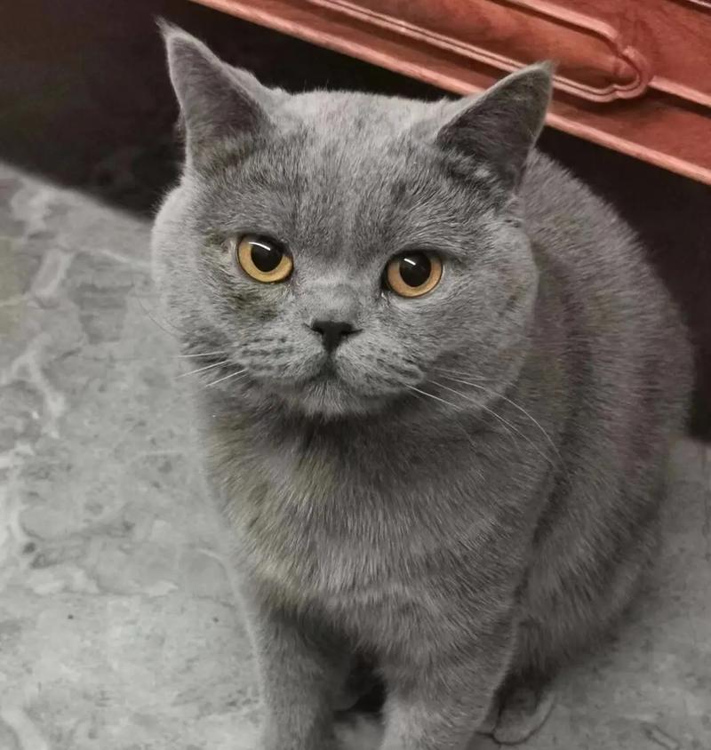 猫咪眼睛为何黄色？（探秘猫咪眼睛中的黄色谜团）