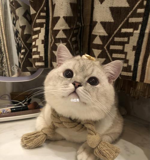 猫为什么不吃虾？（探究猫不喜欢食用虾的原因）
