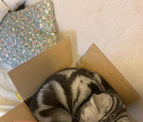 为什么猫喜欢睡在床底？（揭秘猫咪选择床底的原因及行为特征）