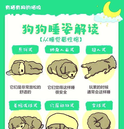 揭秘泰迪狗睡姿背后的秘密（解读泰迪狗睡姿，探寻它们内心的真实想法）