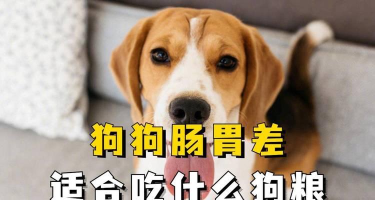 小狗不吃狗粮的食物选择（发现小狗的新食物偏好，提供适宜的营养）