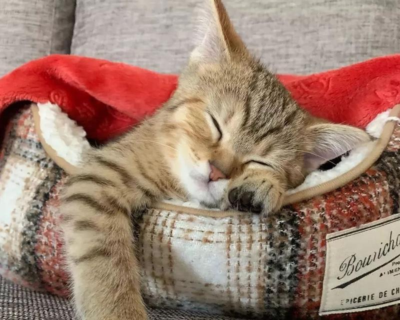 猫咪的呼噜噜（一起了解猫咪呼噜噜的各种意义和表达方式）