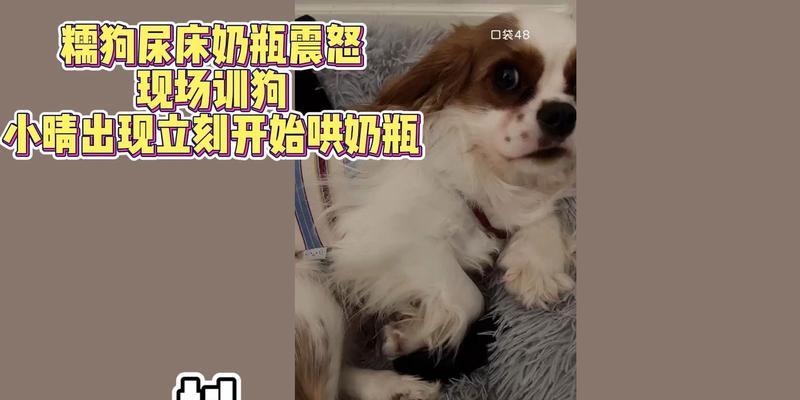 如何解决狗狗总尿床问题（有效方法帮助你的宠物摆脱尿床困扰）