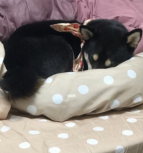 长时间玩小狗的坏处是什么？（对小狗健康与行为产生的负面影响）