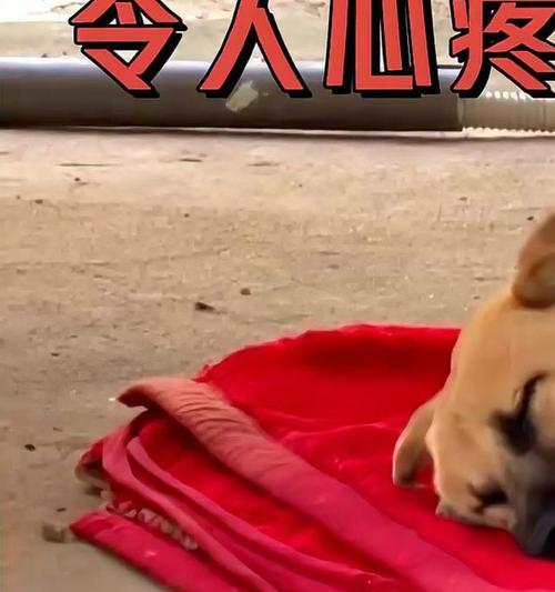 狗睡觉为什么会抽搐？（探究狗狗睡梦中的神秘现象及可能原因）