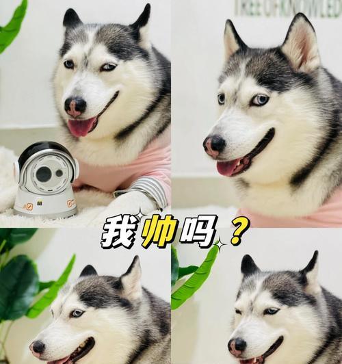 哈士奇之为何成为表情帝（探秘哈士奇独特的表情魅力）