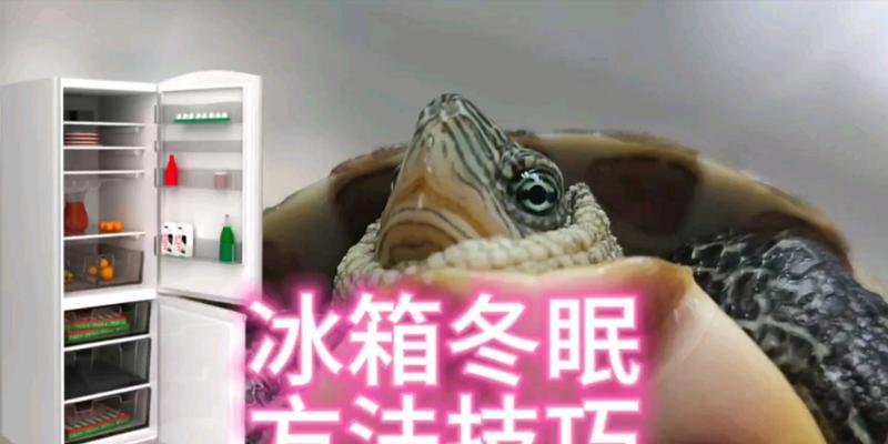 乌龟冬眠的好处及其对乌龟的重要性（从冬眠中获取能量和提高适应能力，乌龟的冬眠）