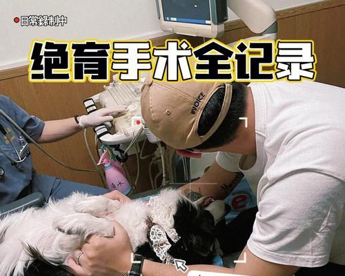 母狗绝育后饮食要注意的事项（母狗绝育后饮食调理与保健）