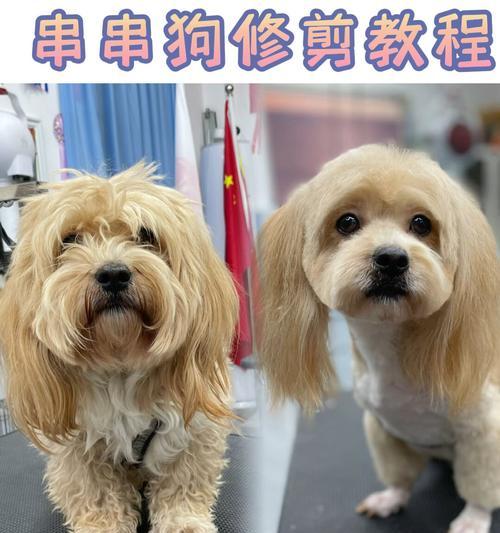 贵宾与比熊（了解贵宾和比熊尾巴的差异，洞悉这两个狗狗的特点与习性）
