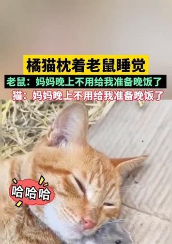 猫为什么晚上睡觉？（探究猫咪夜间睡眠习惯的原因）