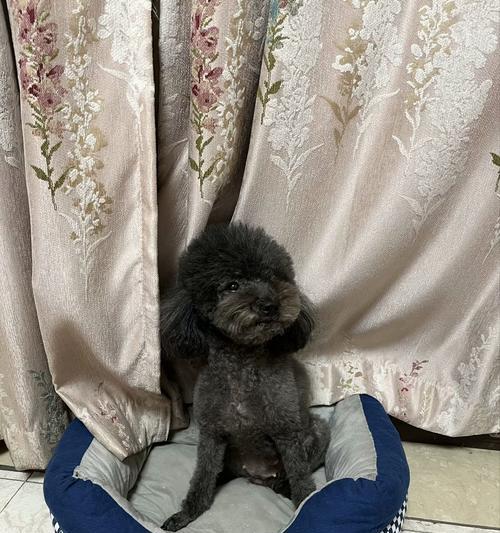 为什么狗要舔主人的脚？（狗为什么会舔主人的脚，有何意义？）