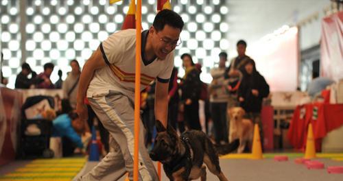 探秘以犬业协会（了解以犬业协会的职责和使命，促进人与犬的和谐共处）