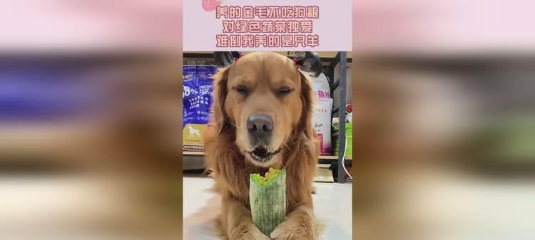 金毛犬6个月饮食（探究金毛犬6个月时以青菜为主食的饮食需求及健康益处）