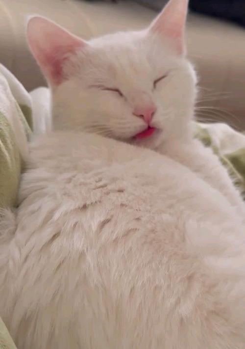 猫伸舌头的意义及解读（猫咪舌头外露的原因、行为及表达的含义）