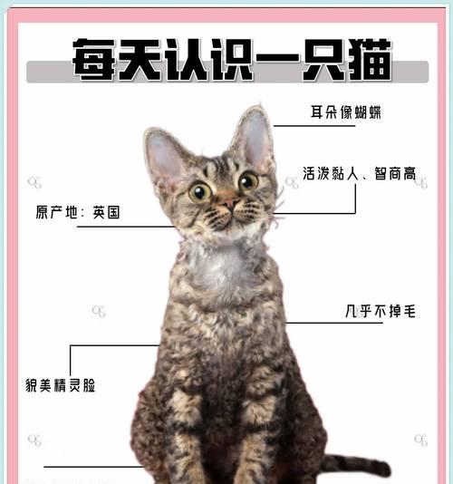 狗狗什么时候会脱毛？（了解狗狗脱毛的周期和原因）