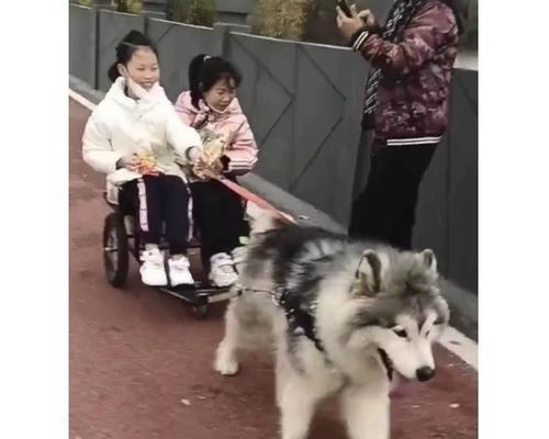 狗拉车的多种用途及选择（以性格适应性强的哈士奇为主）