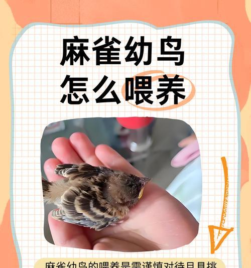 黄麻雀幼鸟的食谱（幼鸟的成长与饮食习惯）