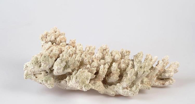 探究珊瑚表面变白的原因及影响（珊瑚白化现象的成因及生态环境受威胁情况）