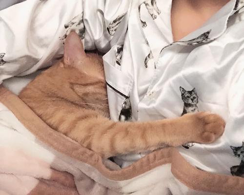 猫咪的黏人特质（探讨猫咪黏人的行为和征兆，让你更了解你的毛绒伙伴。）