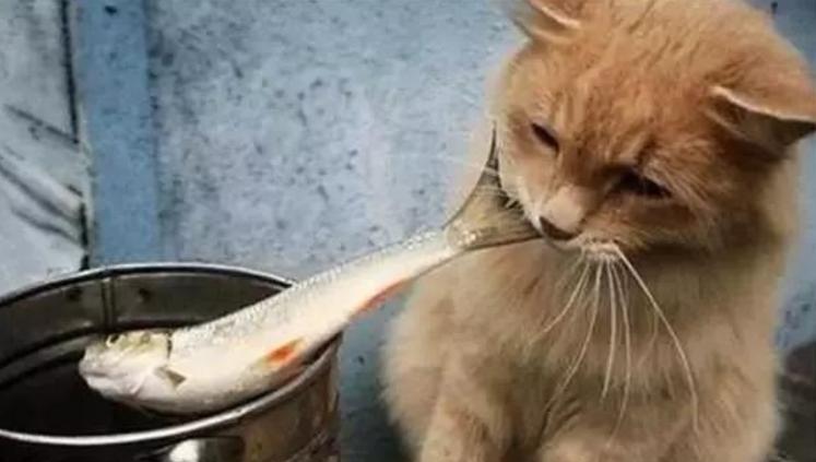 鱼猫可以吃什么？（探索鱼猫饮食的奥秘）