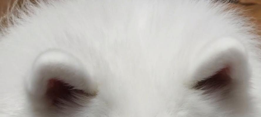 犬耳朵小三角形（解读犬耳朵小三角形的起源、功能与魅力）