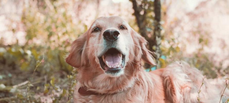 金毛犬的性成熟表现——了解你的狗狗（从行为到生理，揭秘金毛犬的性成熟过程）