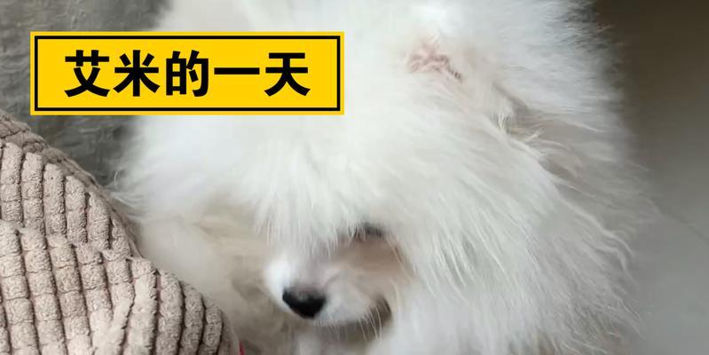 博美喜欢咬人的原因及解决办法（了解博美咬人的原因和有效的训练方法）