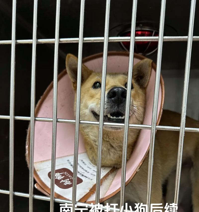 为什么金毛犬容易患犬瘟？（探究金毛犬易感犬瘟的原因及预防措施）