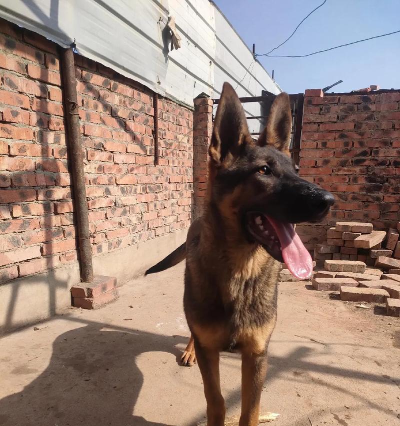 昆明犬——云南省的守护者（细数昆明犬的特点与历史渊源）