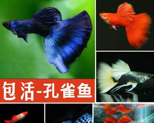 如何选择适合养孔雀鱼的过滤器？（探索最佳过滤器选项，保证孔雀鱼健康生长）