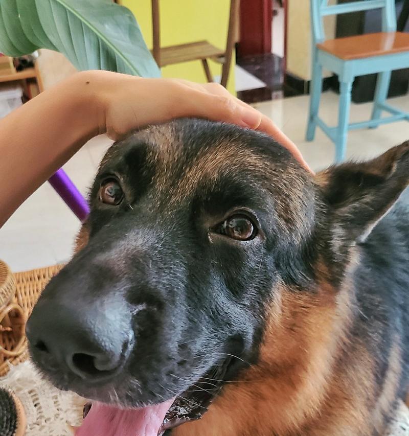 以德牧犬（以德牧犬的训练技能和应用领域）