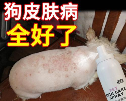 狗蜂窝组织炎的药物治疗探究（药物治疗狗蜂窝组织炎的有效方法与注意事项）