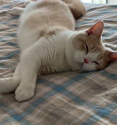 猫咪拉屎的样子及其健康意义（揭秘猫咪拉屎的形态，了解猫咪健康状况的重要指标）
