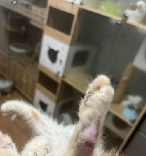 猫尾巴断裂的原因及处理方法（探究猫尾巴断裂的原因并提供有效的处理方法）