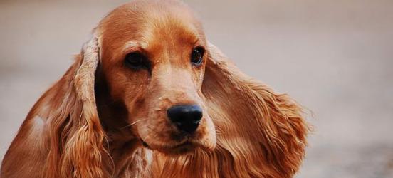 探寻骨量之最（解析犬类骨骼结构，发现骨量巅峰）