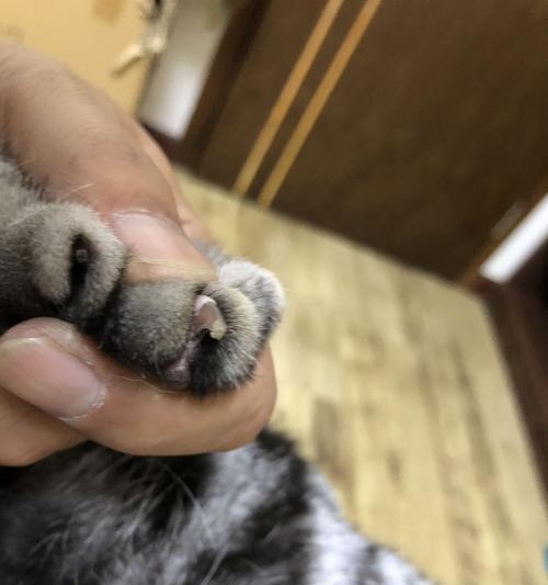 为什么猫抗拒剪指甲？（探究猫咪对剪指甲的抵触情绪和原因）