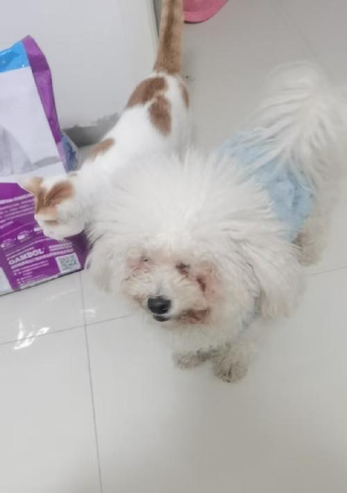 如何为狗犬止血（选择合适止血方法的关键和步骤）