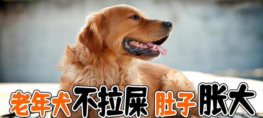 干燥的狗大便该如何处理？（了解干燥狗大便的原因及药物治疗方法）