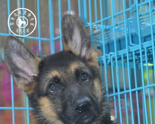 以锤系德牧（独具特色的德国牧羊犬品种——以锤系德牧）
