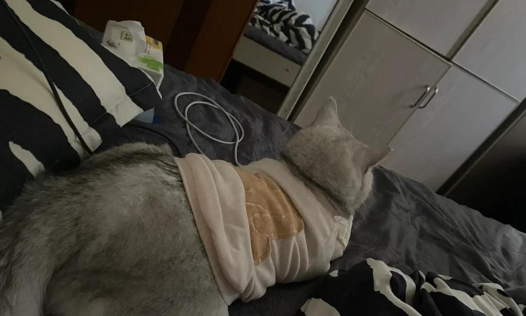 猫咪为什么会呕吐白沫？（了解猫咪呕吐白沫的原因及处理方法）