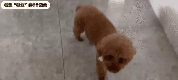 泰迪狗的饮食需求与注意事项（为你的泰迪犬提供健康均衡的饮食）