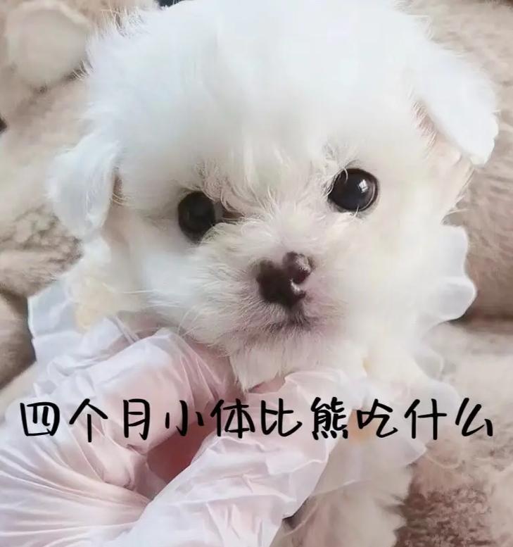 比熊狗的厚毛是如何通过饮食来保持的？（了解比熊狗的食物需求和护理，让你的爱宠保持美丽的毛发！）