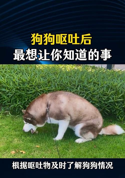 狗吐原因与处理方法（揭示狗吐背后的问题，保护宠物健康）