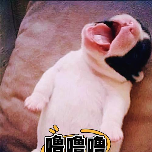 探索狗耳朵白色的神秘之谜（揭开狗耳朵白色背后的秘密）