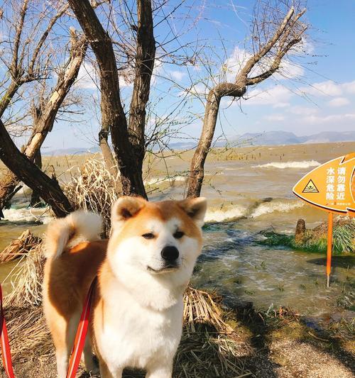 秋田犬的价格与市场变动（以两个月秋田犬的价格为主要考虑因素，揭示市场需求与价值波动）