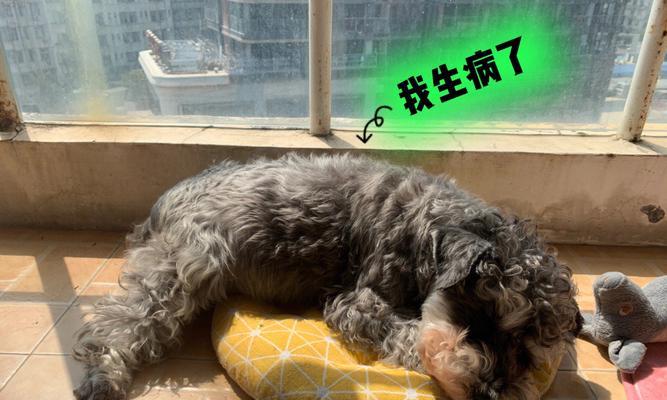 雪纳瑞吐白沫的原因及处理方法（探讨雪纳瑞吐白沫的多种原因和有效处理方法）
